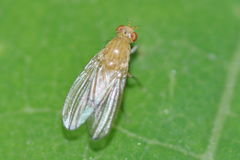 Tricholauxania praeusta